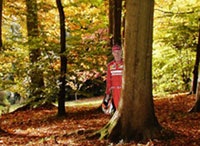 The feral Raikkonen spotted in woodland, yesterday