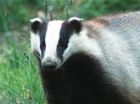 Another pest, yesterday