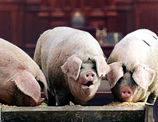 Car journalism, yesterday