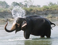 washingelephant.jpg